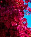 Miami Pink Bougainvillea