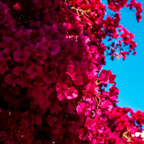 Miami Pink Bougainvillea