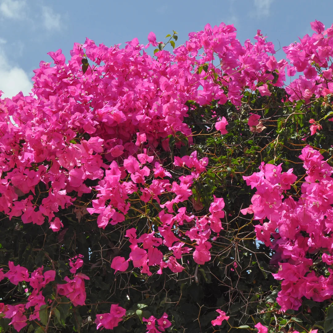 Miami Pink Bougainvillea Shrub