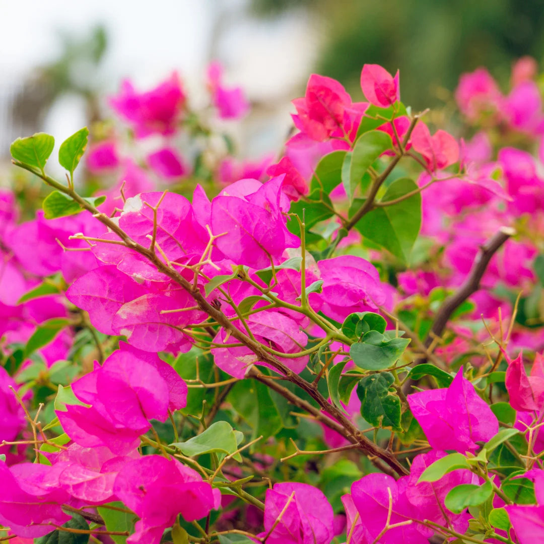 Miami Pink Bougainvillea Shrub