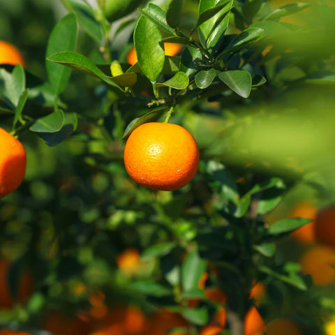 Miho Satsuma Tree