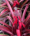 Mila Pineapple Plant