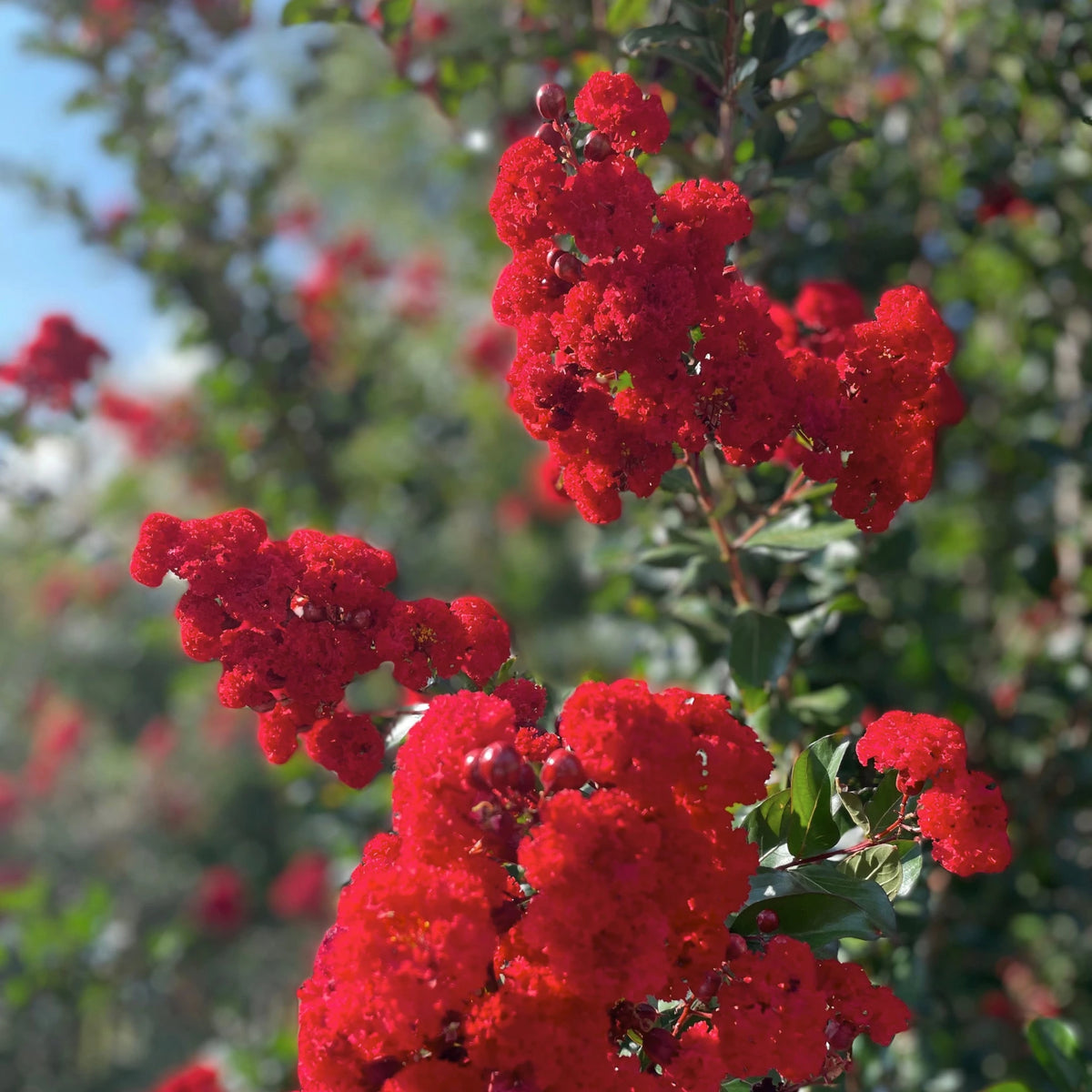 Miss Frances Crape Myrtle