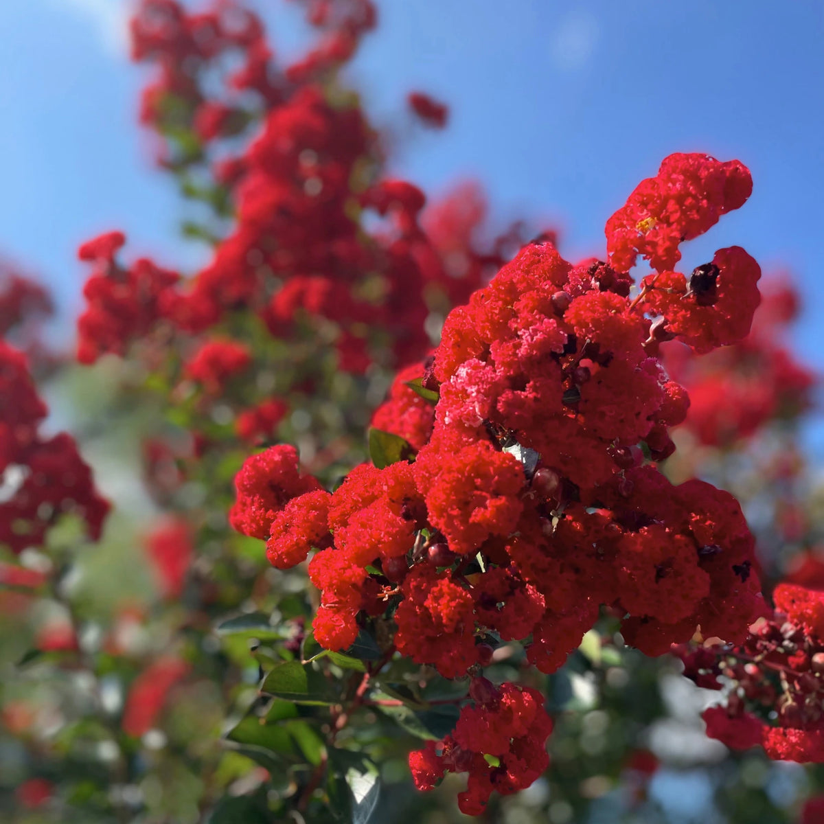 Miss Frances Crape Myrtle