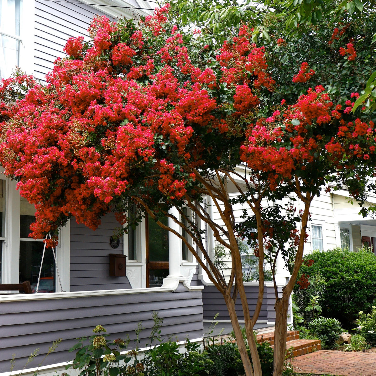 Miss Frances Crape Myrtle