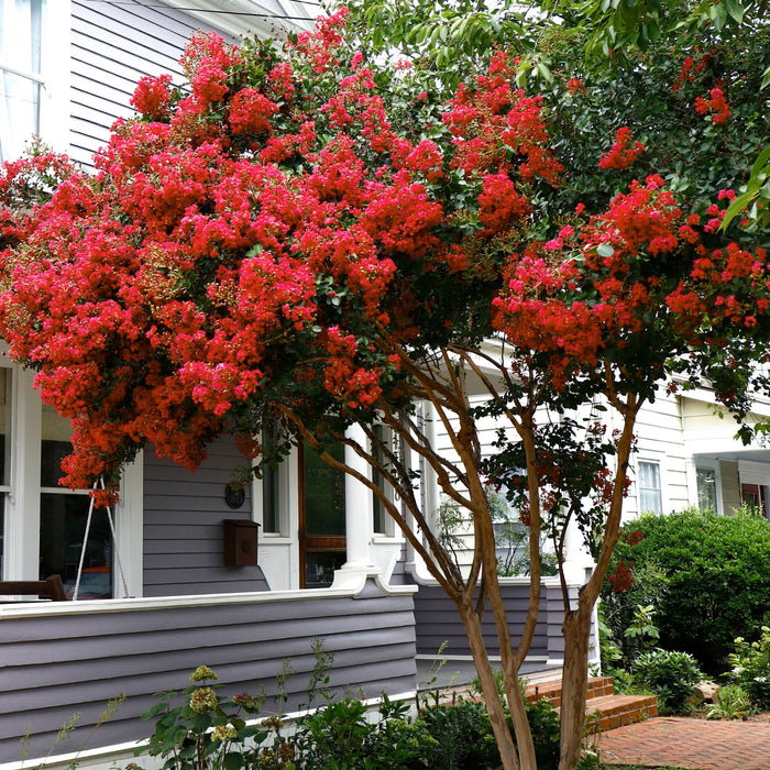 Miss Frances Crape Myrtle