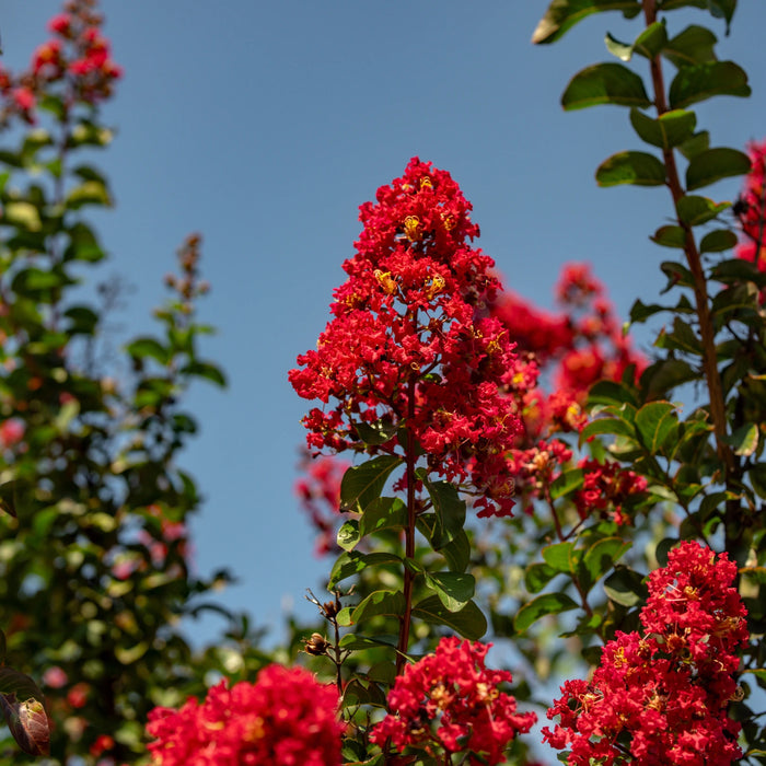Miss Frances Crape Myrtle