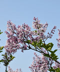Miss Kim Lilac Shrub