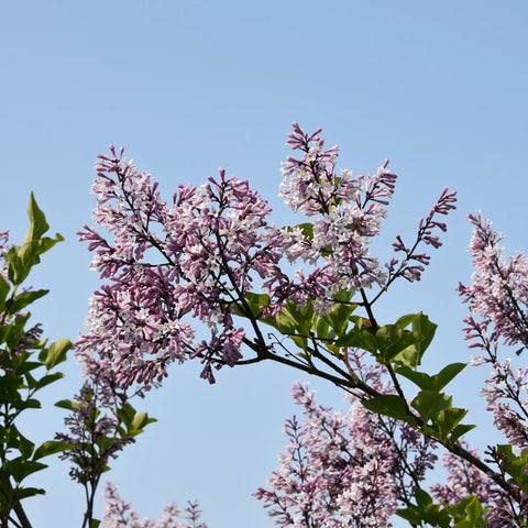 Miss Kim Lilac Shrub