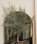 Mission Olive Tree