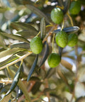 Mission Olive Tree