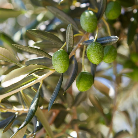 Mission Olive Tree