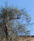 Mission Olive Tree