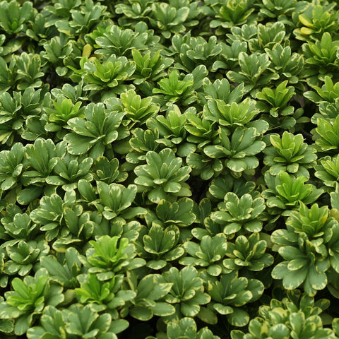 Mojo Dwarf Pittosporum