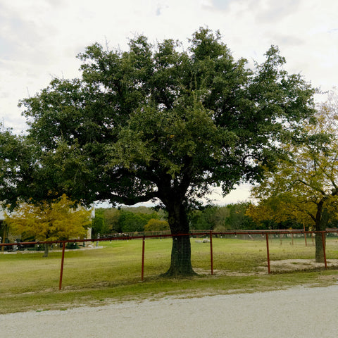 Monterrey Oak