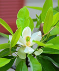 Moonglow® Sweet Bay Magnolia