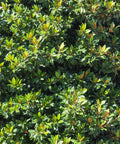 Moonglow® Sweet Bay Magnolia