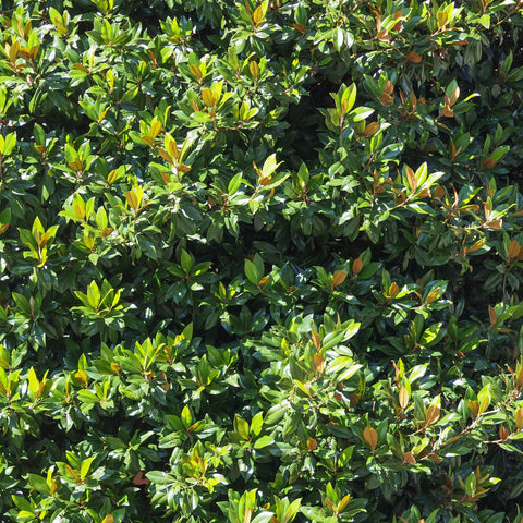 Moonglow® Sweet Bay Magnolia