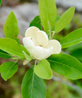 Moonglow® Sweet Bay Magnolia