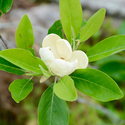 Moonglow® Sweet Bay Magnolia