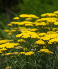 Moonshine Yarrow