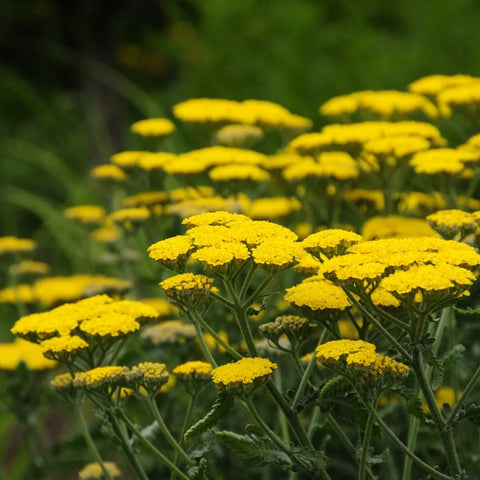 Moonshine Yarrow