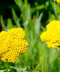 Moonshine Yarrow