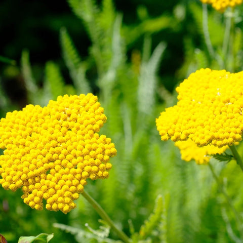 Moonshine Yarrow