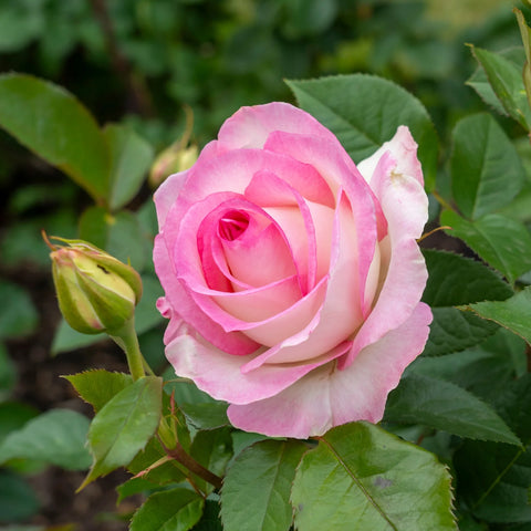 Moonstone™ Hybrid Tea Rose