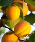 Moorpark Apricot Tree