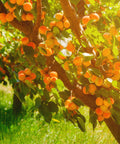 Moorpark Apricot Tree