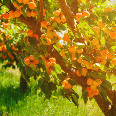 Moorpark Apricot Tree