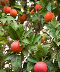 Moro Blood Orange Tree