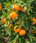 Moro Blood Orange Tree