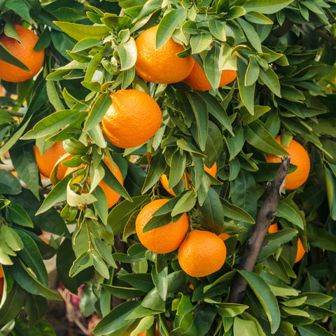 Moro Blood Orange Tree