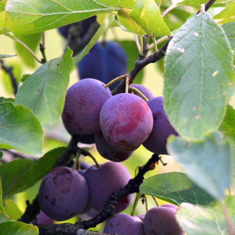 Morris Plum Tree