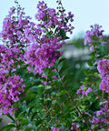 Muskogee Crape Myrtle