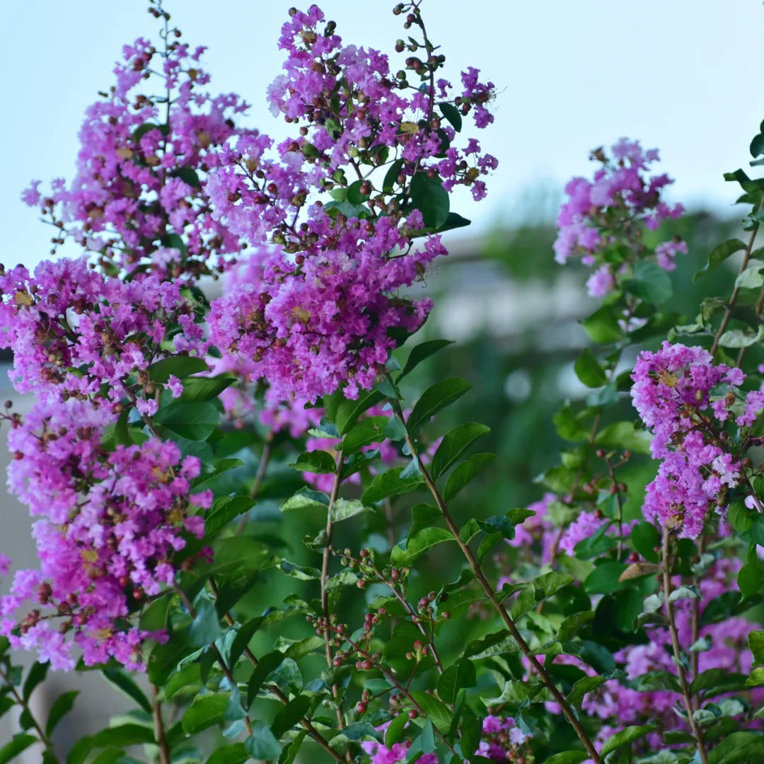 Lagerstroemia Muskogee Crape Myrtle