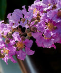 Muskogee Crape Myrtle