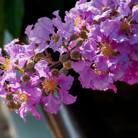 Muskogee Crape Myrtle