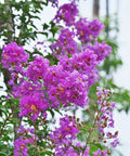 Muskogee Crape Myrtle