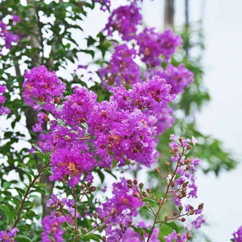 Muskogee Crape Myrtle