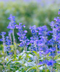 Mystic Spires Blue Salvia