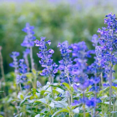 Mystic Spires Blue Salvia