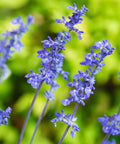 Mystic Spires Blue Salvia