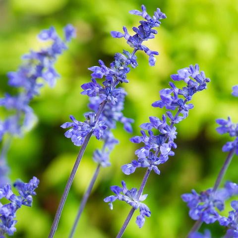 Mystic Spires Blue Salvia