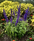 Mystic Spires Blue Salvia