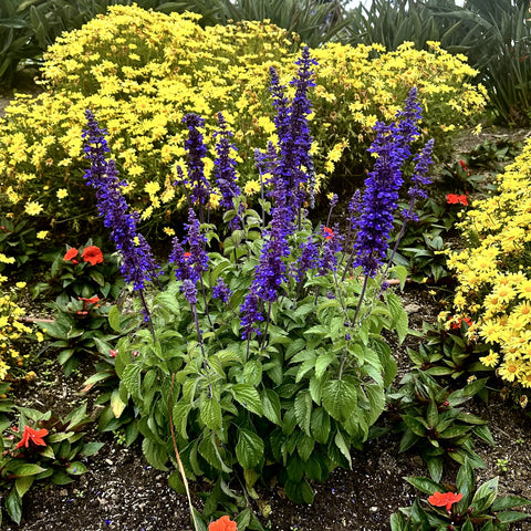 Mystic Spires Blue Salvia