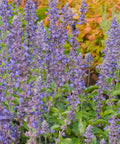 Mystic Spires Salvia
