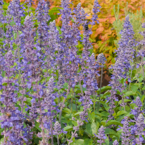 Mystic Spires Salvia